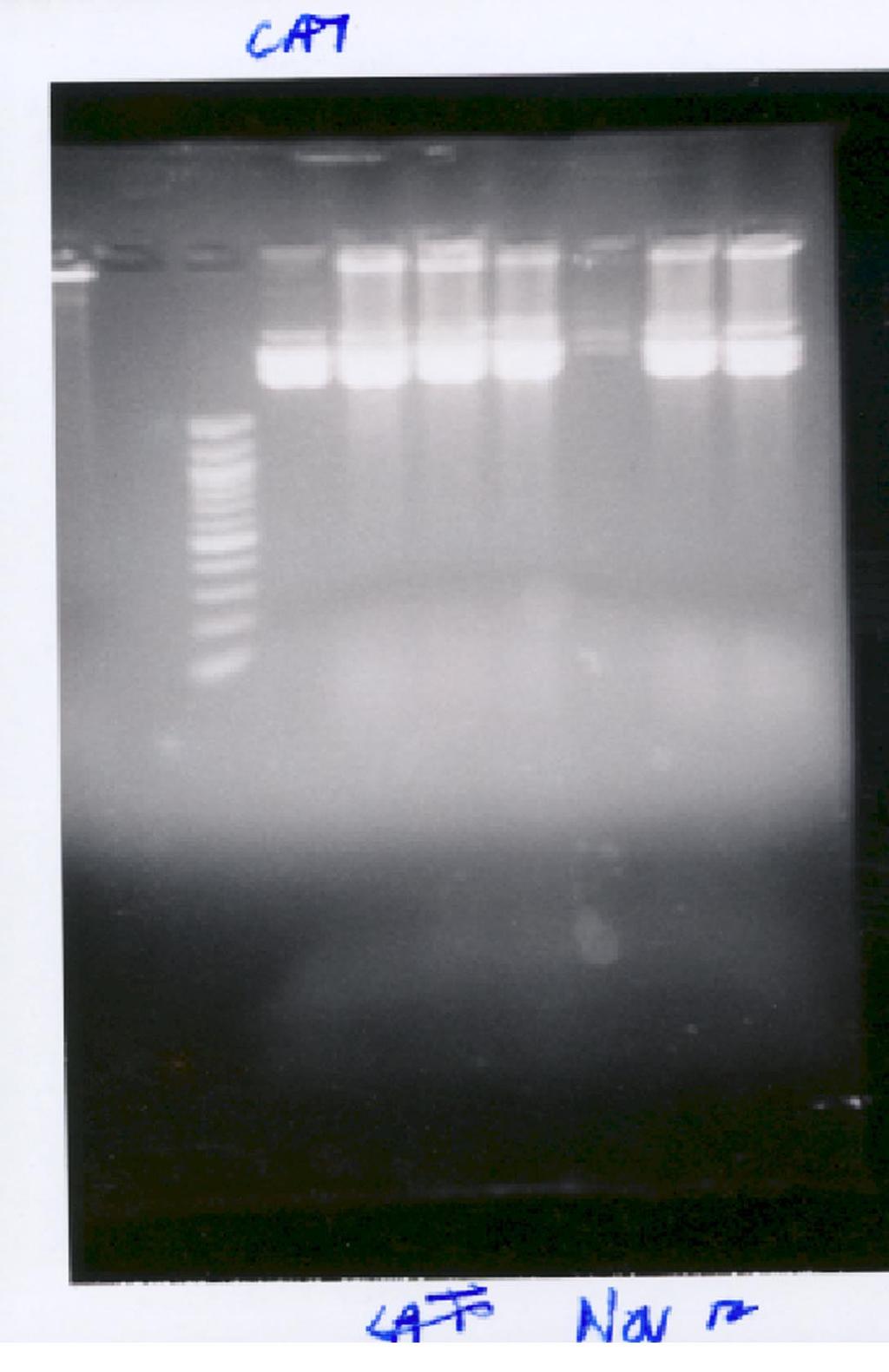 As you can see, lane 2 and 3 (GL3 mutant and positive control, respectively) yield the same size DNA fragments when cut with BamH1.