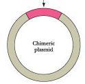 plate DH5α cells : The plasmid with the insert