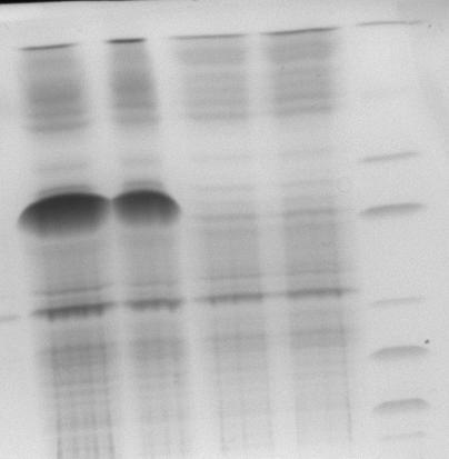 Plasmid containing JHP1130 transformed into BL21 cells 75 kda 50 kda 25 kda From left to