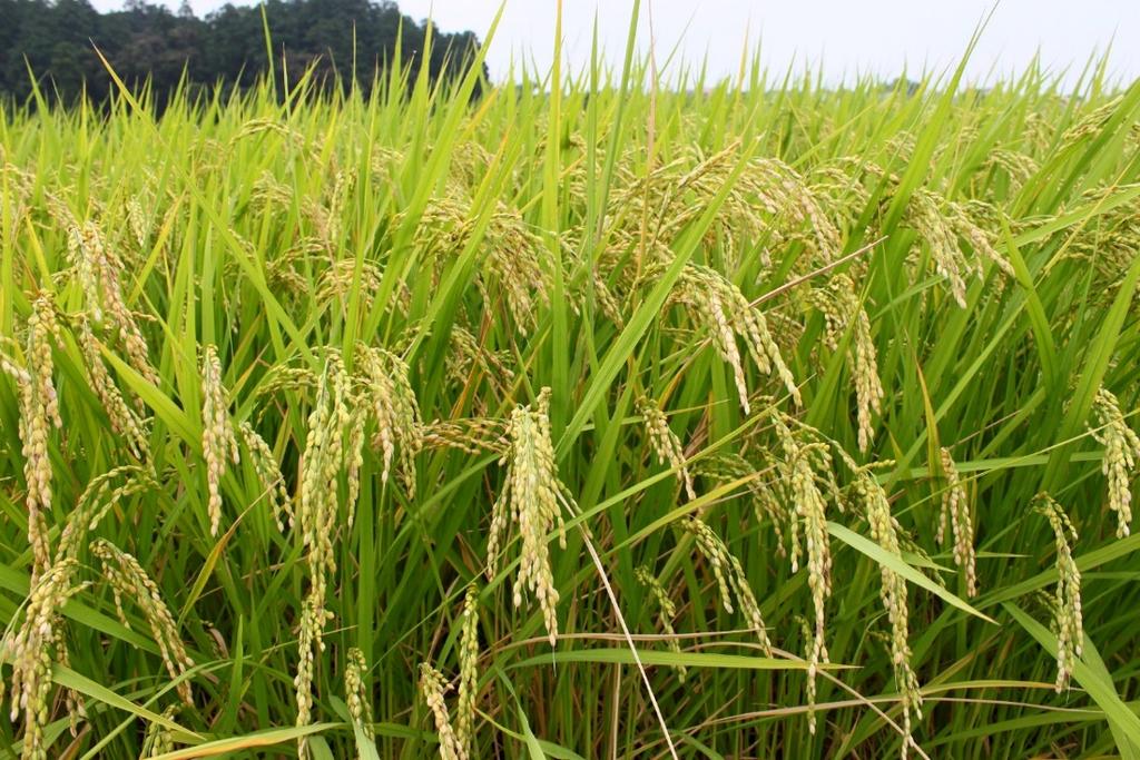 Rice cultivation: a major CH4