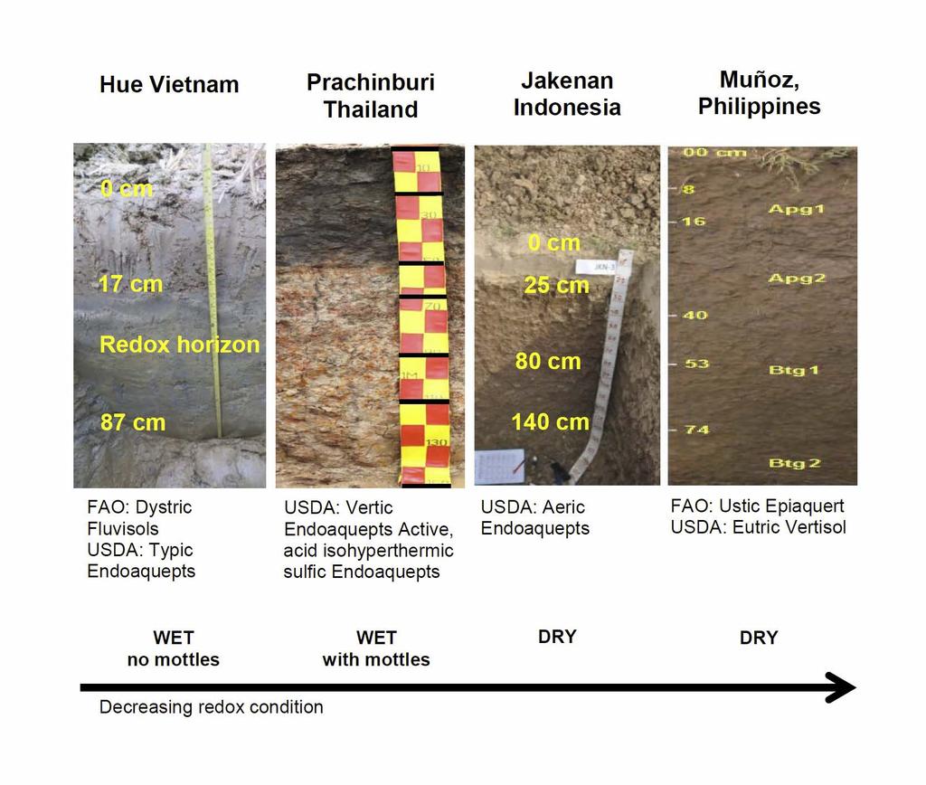 Soil profile survey (Tirol-Padre et al.