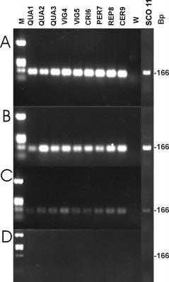 56 F. oxysporum detection on daisy by real time PCR Journal of Plant Pathology (2004), 86 (1), 53-59 Fig. 3.