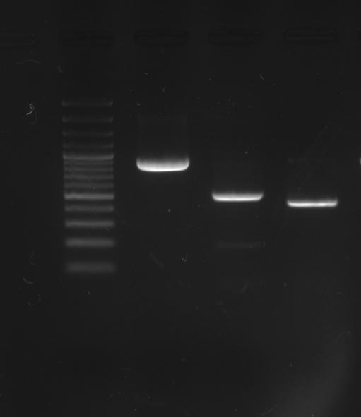 - 7 - Figures A M 1 2 3 B bp M 1 bp 500-1000- 100-250- 750-500- 1000-2000- 3000- Figure 2 Agarose gel electrophoresis of PCR amplified aox1 and HBsAg using aox1 external and internal primers and