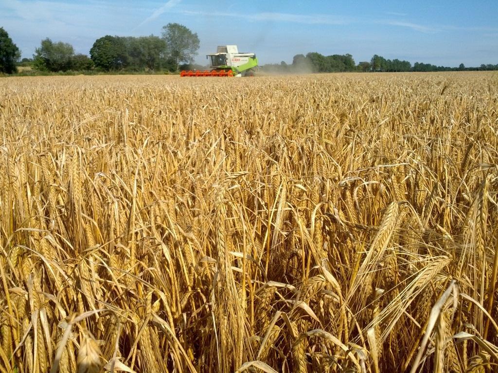 Sweden News from the fields: Harvest is now in full swing in the South and in in the West, in the East just started and around Lake Mälaren still one week to start.
