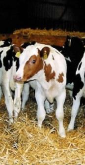 Possible EU-legislation on cloning The two EU proposals on cloning: Background: The European Food Safety Authority (EFSA): Low efficiency and animal welfare problems both for the surrogate dams and