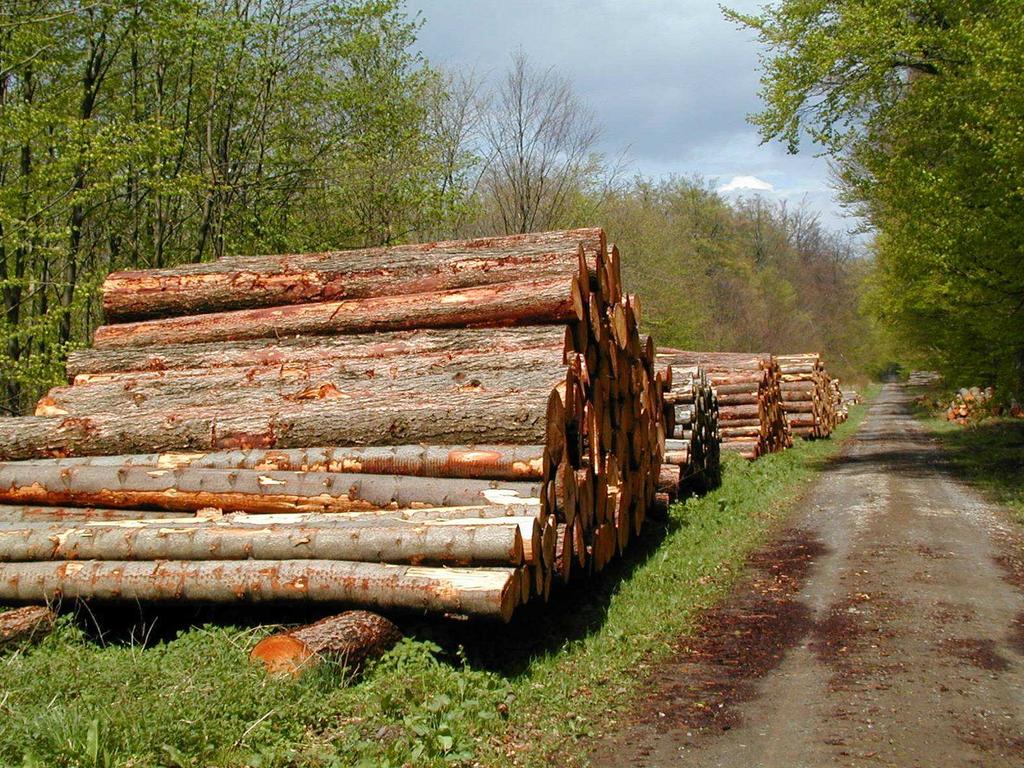 Intensive timber production is the most important