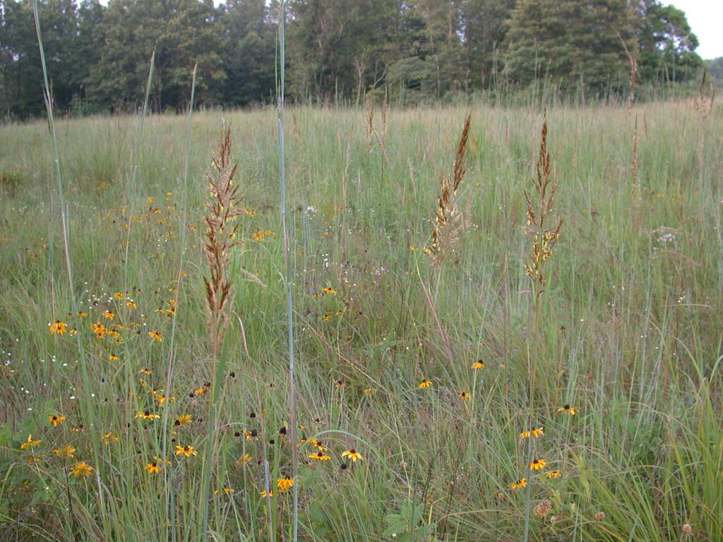 Warm-Season Forage Options Native Grasses: