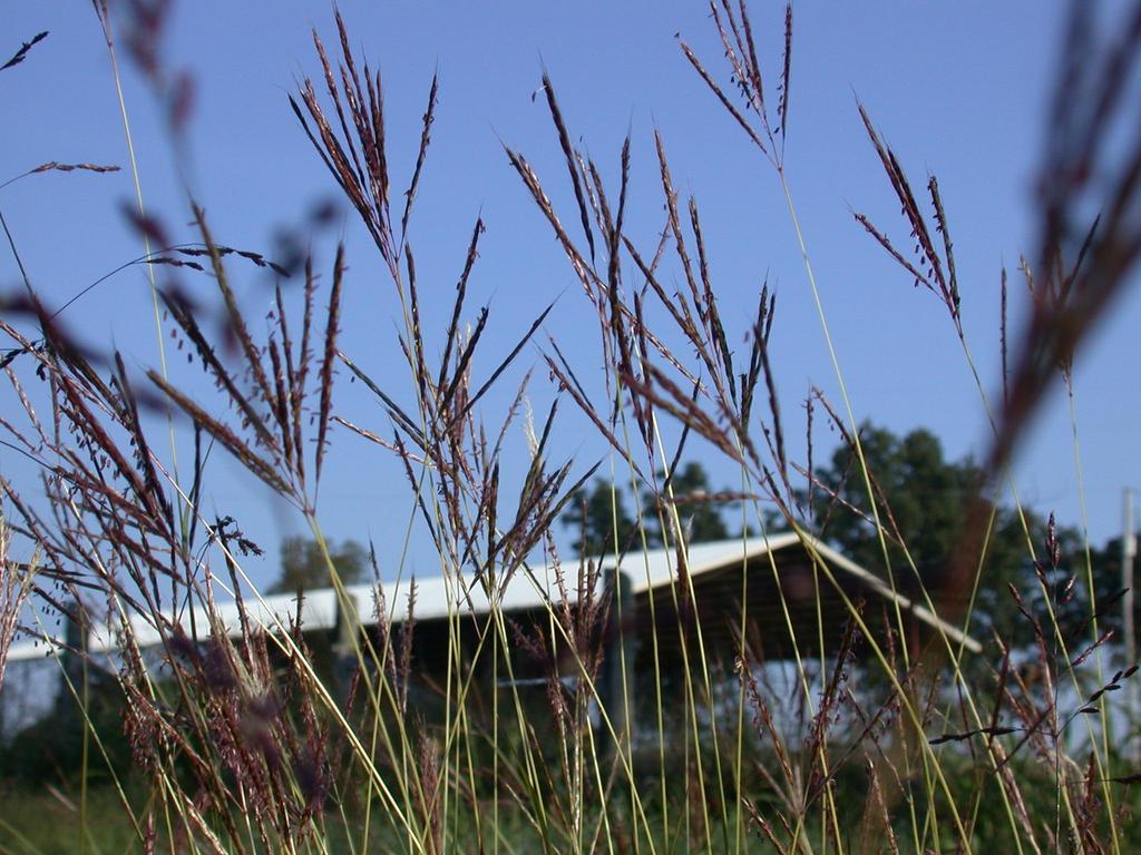 Old-world Bluestem Caucasian bluestem is considered most productive of old world bluestems Used in Ozark area for >30 years Yields up to 8 tons/a in Arkansas tests Hard to