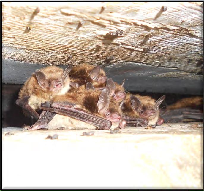Little Brown Bats Roosting under the