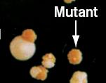 Mutations n Most mutations are silent No effect on organism n Mutations in regions between genes n Mutations that change 3rd base of a codon n Mutations that change 1 amino acid into a similar one