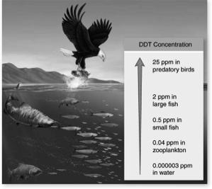 of use: Populations of ospreys, bald eagles, and brown pelicans plummeted 42 Biomagnification of DDT concentrations in the food chain.