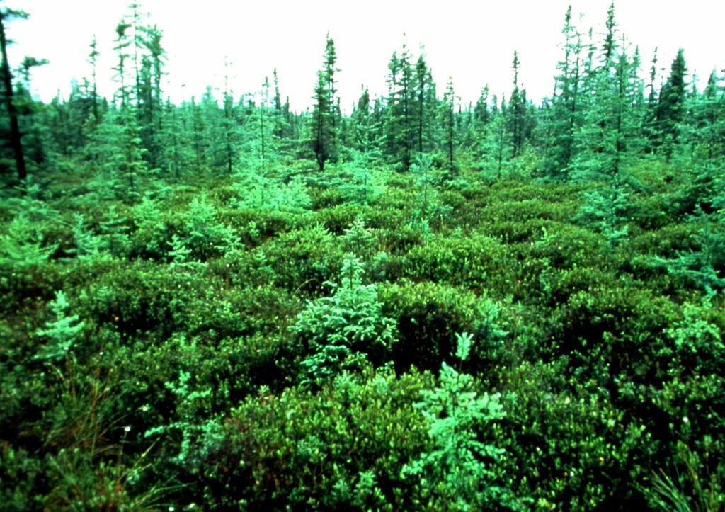 What is a Peatland?