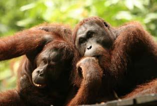 The three main species found in Heart of Borneo and the forest in Danum Valley, Sabah, Malaysia Active trilateral co-operation at the operational level is therefore highly desirable and will enhance