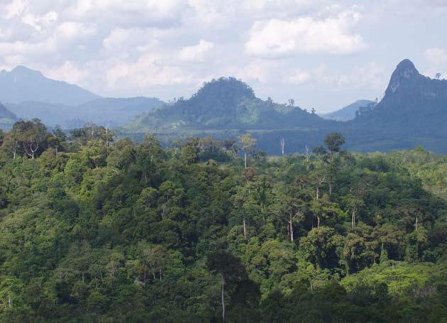 PROGRAM 2 Protected Areas Management The role of protected areas becomes increasingly important to withstand the high pressure on the Borneo rainforest.