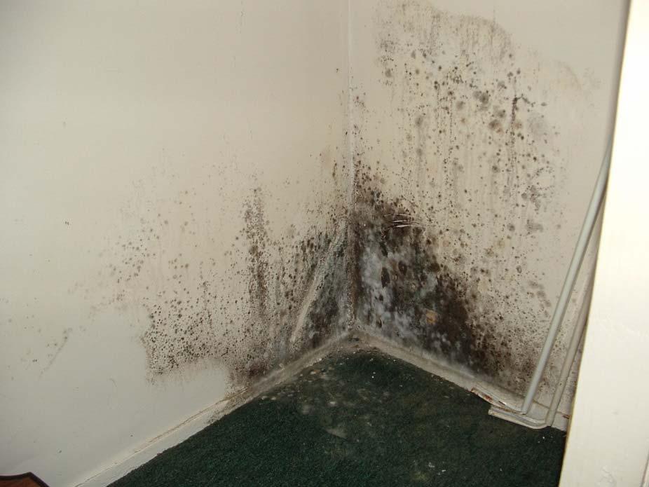 Health Risks Mold How to prevent mold growth Control
