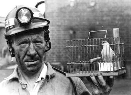Air Quality History A canary in a coalmine is an example of a sentinel species.
