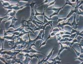 Tecan offers cell-based solutions for a wide range of applications and markets: Cell-based assays Stem cell