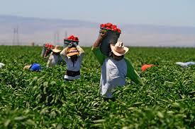 Farm Labor 2 million self employed