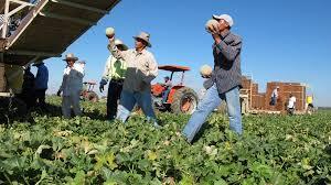 non family farm workers 60-80 percent
