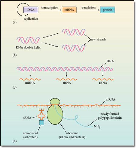 role of transcription and translation in