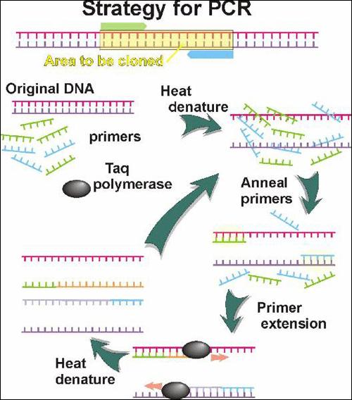 3. Replication and Polymerase Chain Reaction (PCR)