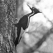 ates Source: C. S. Robbins Species with large area requirements Ivory-billed woodpeckers: ca.