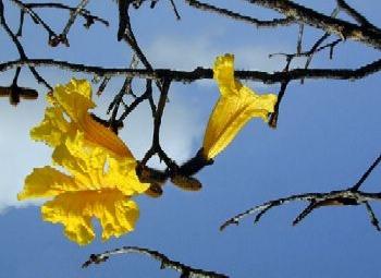 LOCAL NAMES Dutch (groenhart); English (yellow poui,trumpet flower tree,noib wood,may-flower,greenheart,bethabara,bastard lignum-vitae,arewood); Portuguese (pau d Arco,ipe tobaco,ipe)