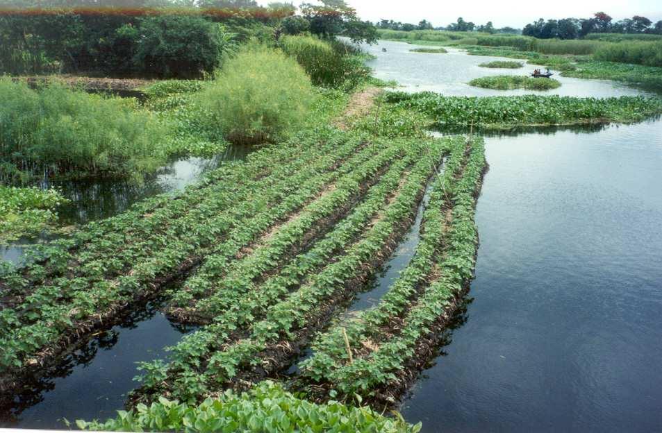 agriculture Preparing a floating garden