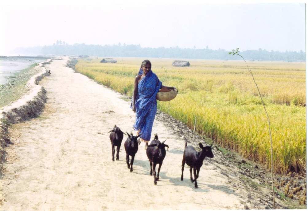 Flood) Goat rearing and