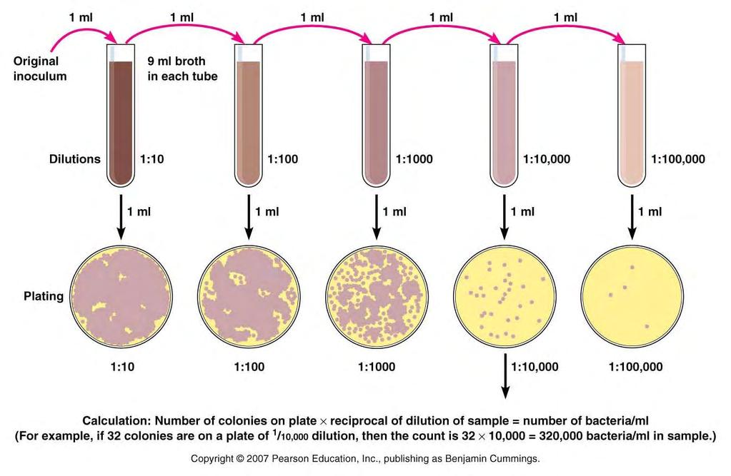 Counting by Serial Dilution result takes ~24 hr * ea colony starts w/1 cell Dilute culture sample in series & plate each