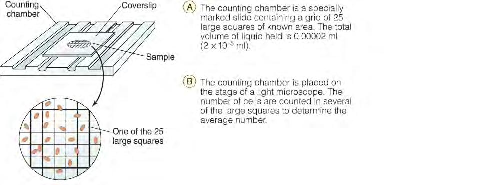 Direct Microscopic Counts place sample on counting chamber slide known volume