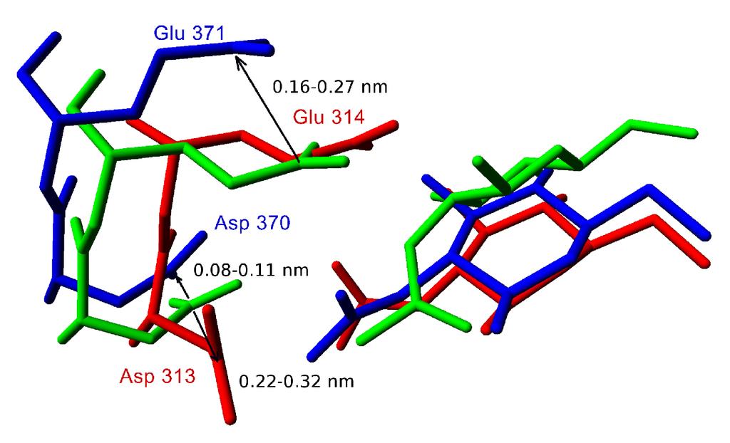 Figure S5. Overlay of hexosaminidases with docked product GlcNAc. Position of product (2-acetamido-2-deoxy-D-glucopyranose) in the active sites of hexosaminidase from T.