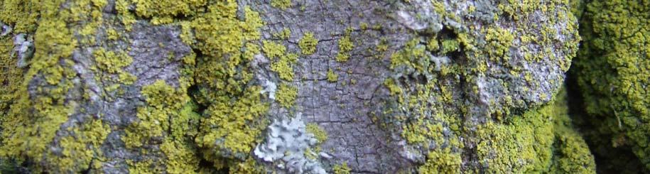 (grey) Lichen C