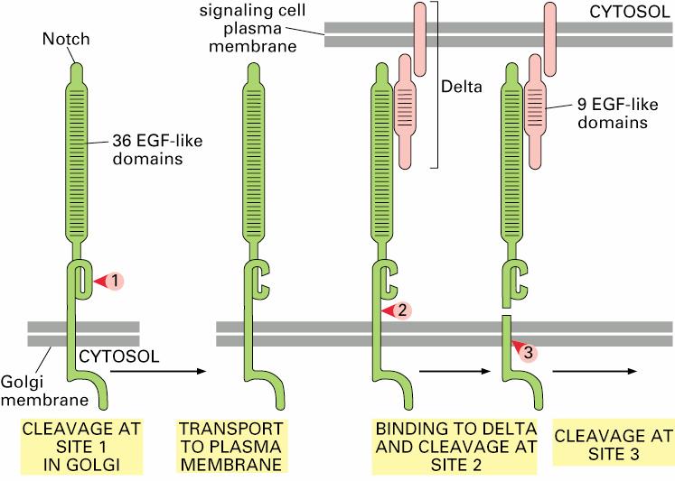 The Delta-Notch Signaling Cleavage of the Notch receptor after