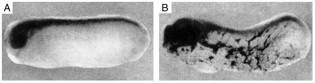 Vertebrate homologs of Drosophila ASC have been identified (Mash1, Cash1, Xash1, NeuroD) These genes act as transcriptional activators
