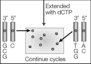 dntps, plus other necessary reagents, in a repeating cycle.