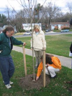 Plant Trees By Montgomery County DEP Rainscapes Rewards