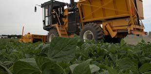 pesticides Harvest is