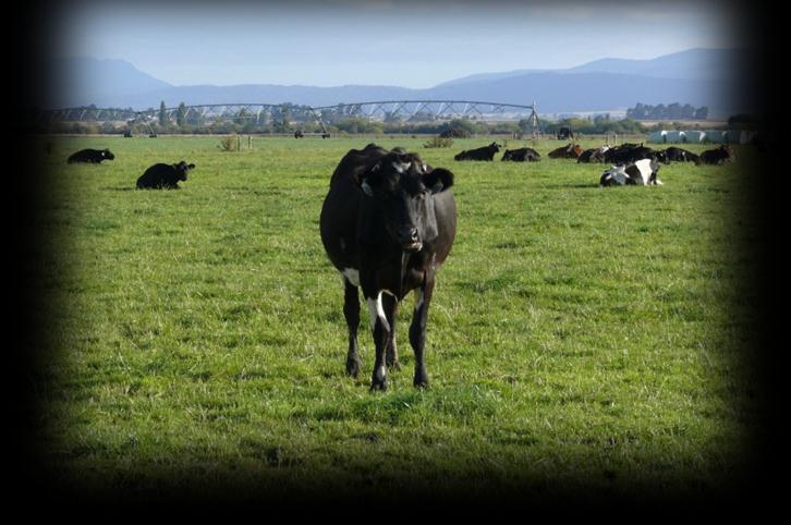 Remarkably, just 3 years after starting as a dairy farm, the Oakdene property has become one of the most profitable