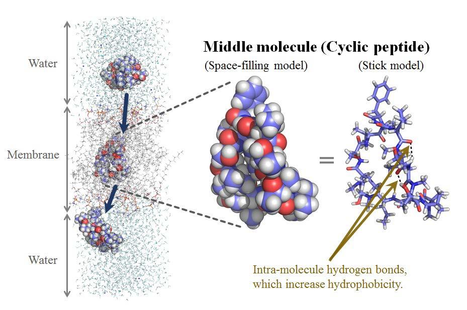 Middle molecules refer to peptides, nucleic acids, and other molecules with a molecular weight of about 500 to 30,000.