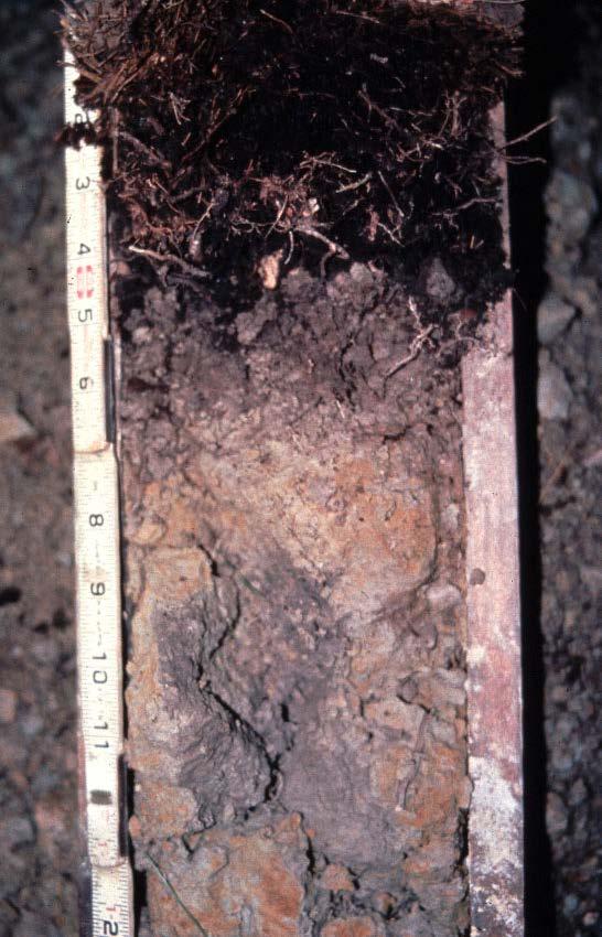 Depleted Matrix Dominant color of the soil is gray Commonly used to