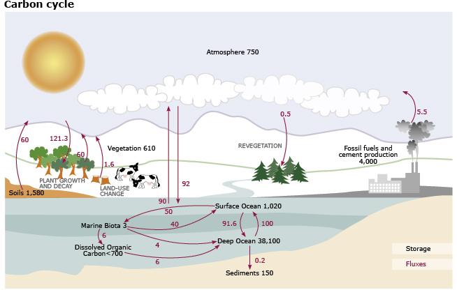 Carbon Balance Diagnostic Question Cluster Please answer the questions below as carefully and completely as you can. The carbon cycle diagram shown below indicates the Earth s carbon pools and fluxes.