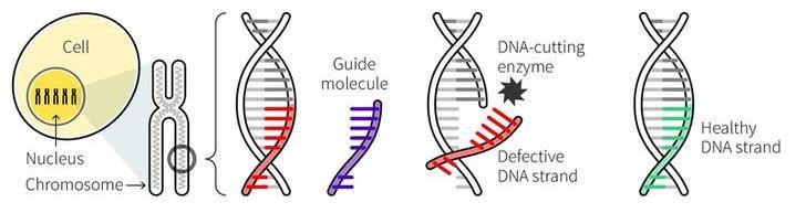 Genome editing/crispr/cas9