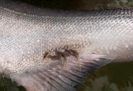Diseases sea lice Biggest production issue in salmon aquaculture-2015