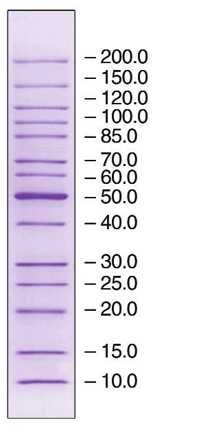 of Bands Description MW Range No. of Bands Unstained Protein Standards 14.4-116.0 kda ---- 10.0-200.0kDa 14 7 50kDa 11.0-170.