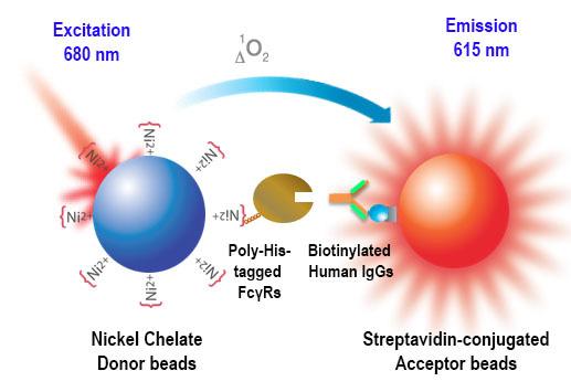 A competition assay format was chosen, wherein a characterization binding assay utilizing a poly-his tagged FcγR, captured by a Nickel-Chelate AlphaLISA Acceptor bead binds to biotinylated Human