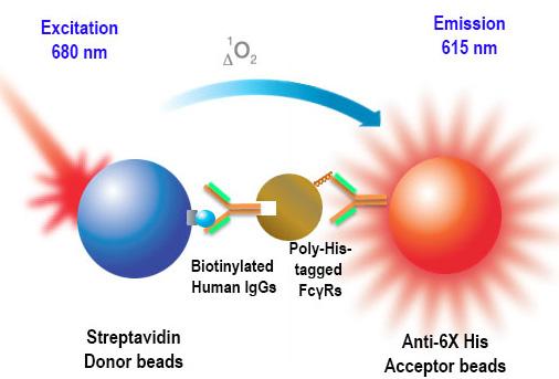 For each subtype of human IgG, an IC 50 was determined.