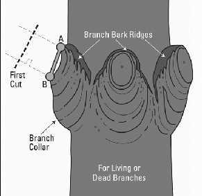 WOLF RIVER FORESTRY, LLC FOREST MANAGEMENT PLAN ADDENDUM ORDER # Page 9 of 13 Figure A: When pruning, leave the branch collar. Cut from point A to point B.