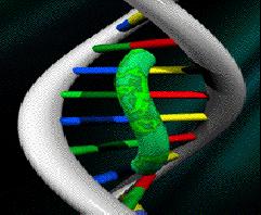 SYBR Green Za zaznavanje DNA se v molekularni biologiji uporablja barvilo cyanin, imenovano SYBR Green I.