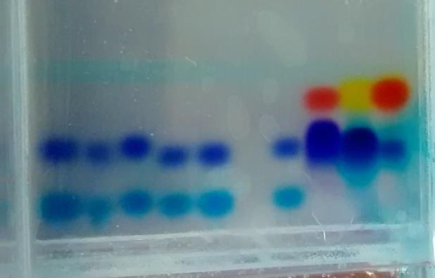 vzorcu lahko sledimo barvilu bromofenol modro, ki potuje v agaroznem